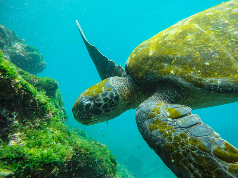 GALAPAGOS- Patterns.lut.fi